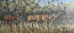 Kudu - Kruger Park | 2019 | Oil on Canvas | 38 X 70 cm